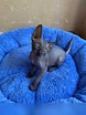 Продам: котята сфинкс (WhatsApp +79861722996)