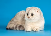 Вязка с вислоухим котом 
