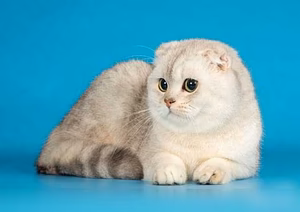 Вязка с вислоухим котом 