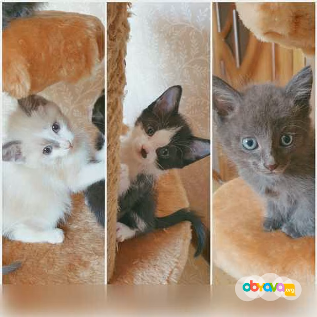 Предложение: отдам малышей в заботливые ручки!♥️ в Ангарске