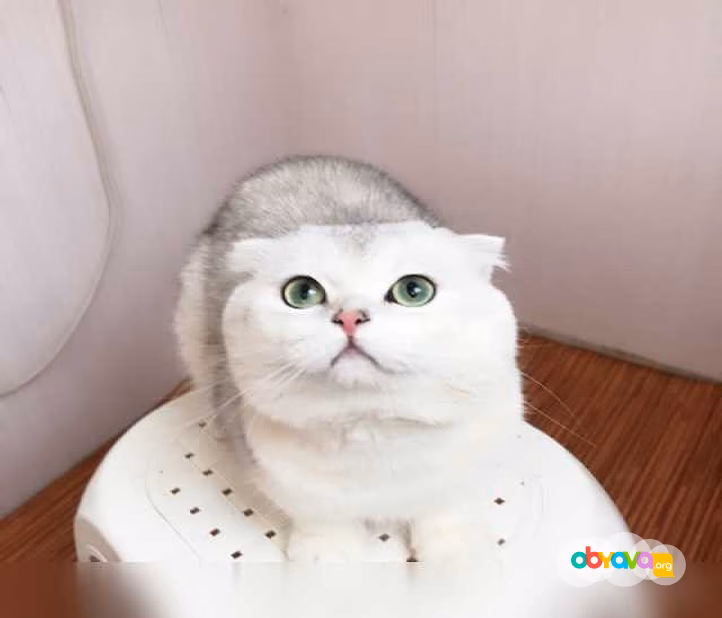 Предложение: вязка с шиншилловым котом в Ярославле