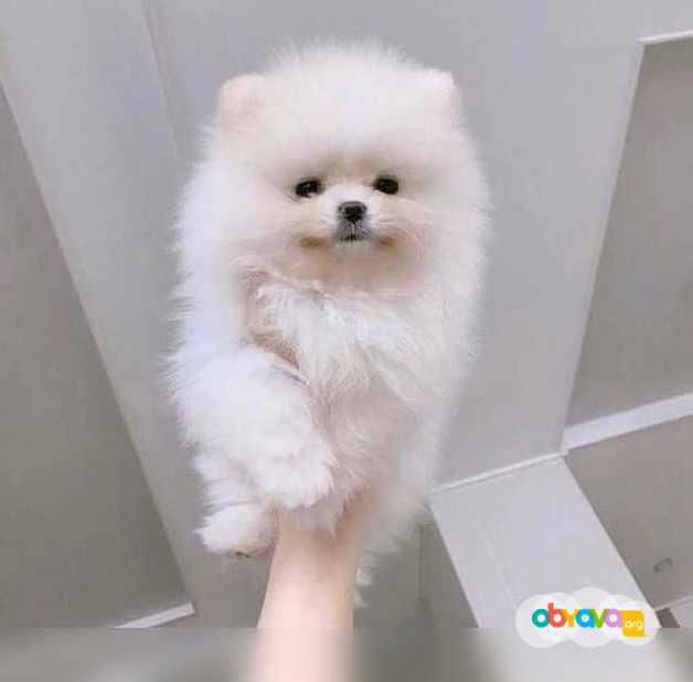 Чистокровные щеночки померанского шпица