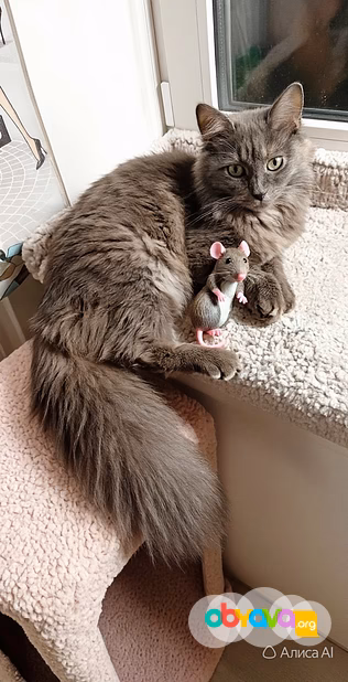 кошка бесплатно