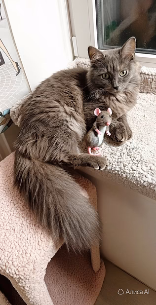 кошка бесплатно
