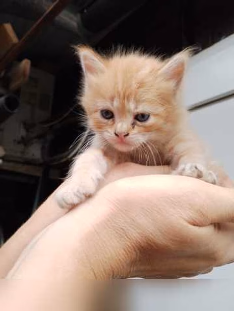 Предложение: отдам бесплатно в Новороссийске