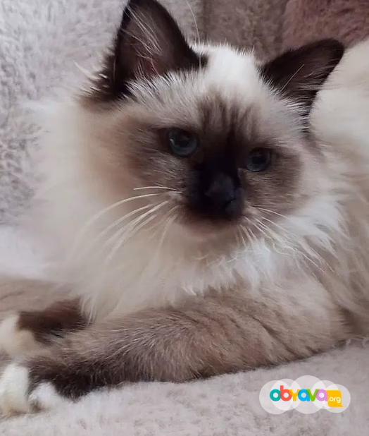 Священная Бирма-котята
