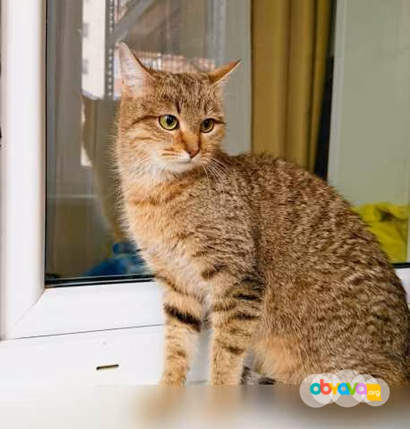 Отдам даром: чудо-кошка полосатка Тиффани в Москве