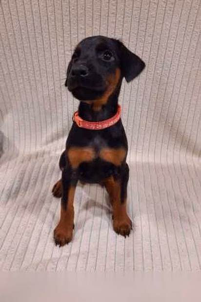 Щенки добермана. Доберман