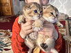 Шотландские вислоухие котята короткошёрстная