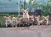 Продам: щеночки Вельш-корги, корги. Вельш Корги