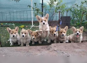 Продам: щеночки Вельш-корги, корги. Вельш Корги