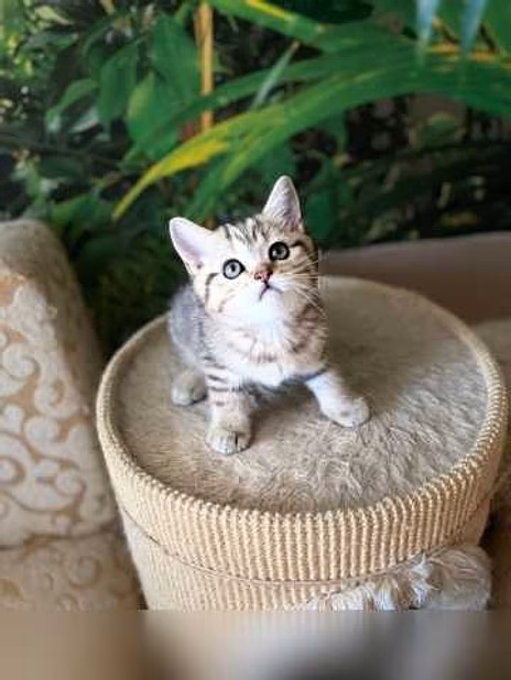 Продам: шотландцы Британцы WhatsApp 79861722996
