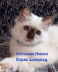 Священная бирма-котята