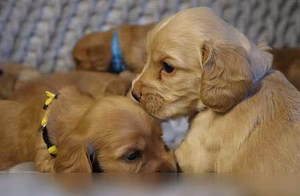 Щенки Кокер Спаниеля.
