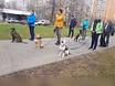 Предложение: дрессировка собак в Москве и Московской