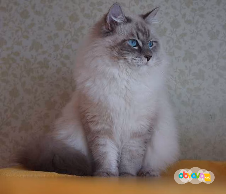 Продам: котята из питомника, порода Сибирские в Москве