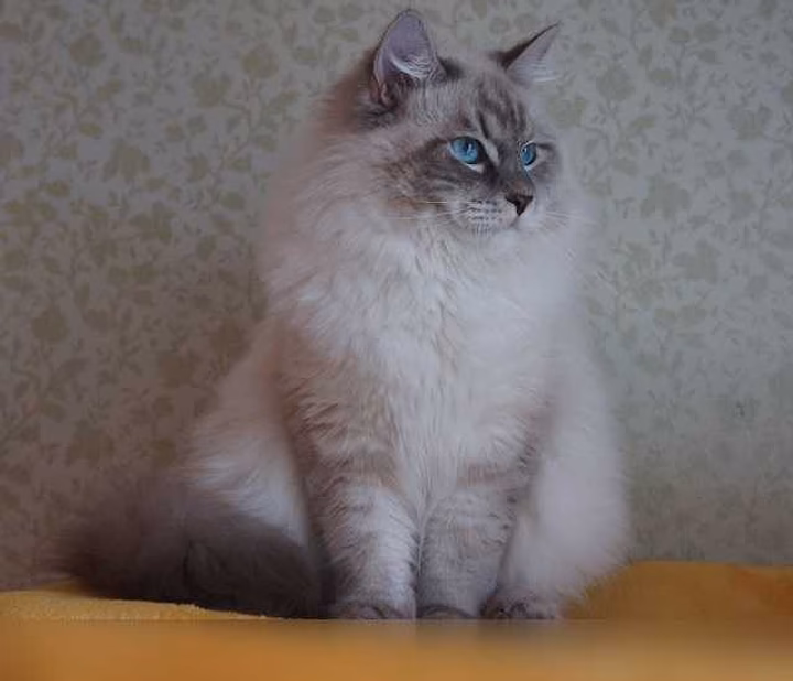 Продам: котята из питомника, порода Сибирские в Москве