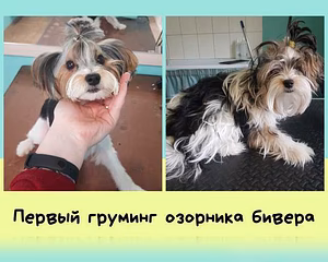 Предложение: груминг собак и кошек в Пензе