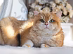 Кошечка британская для разведения 