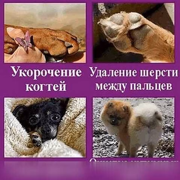 Предложение: ГрумЛюкс работает с моделями в Москве