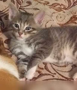 Предложение: пушистые комочки счастья в Иркутске