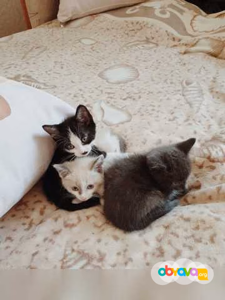 Предложение: отдам малышей в заботливые ручки!♥️ в Ангарске