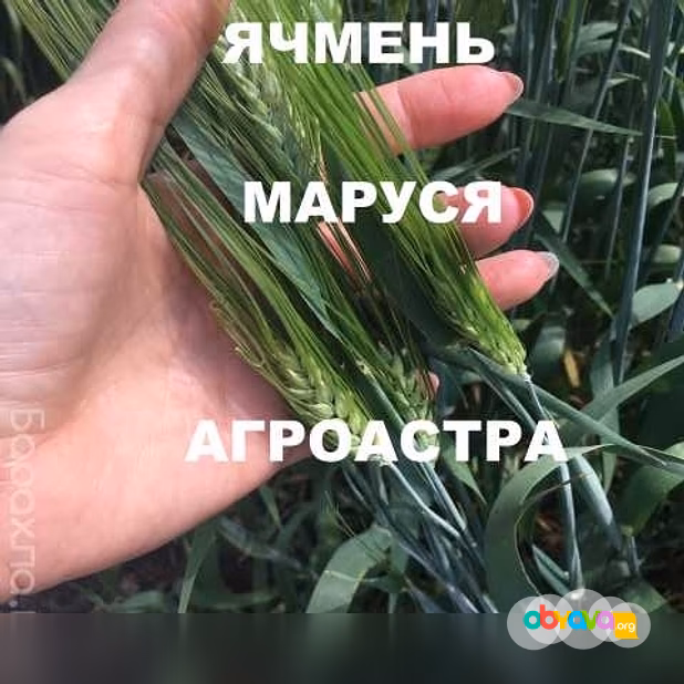 Продам: семена озимого ячменя ЭС в Ростове-на-Дону