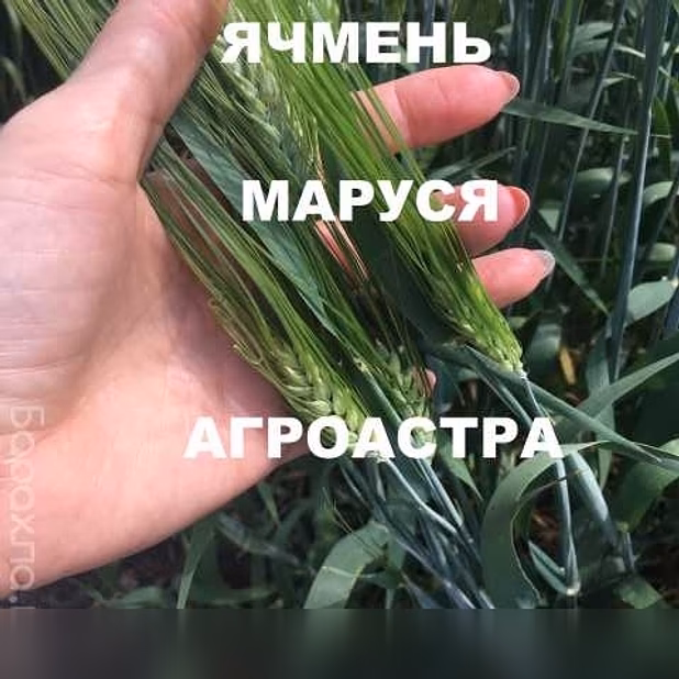 Продам: семена озимого ячменя ЭС в Ростове-на-Дону