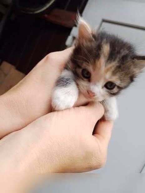 Предложение: отдам бесплатно в Новороссийске