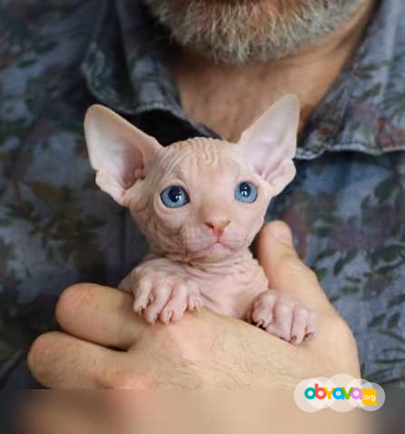 Продам: котята сфинкс (WhatsApp +79861722996)