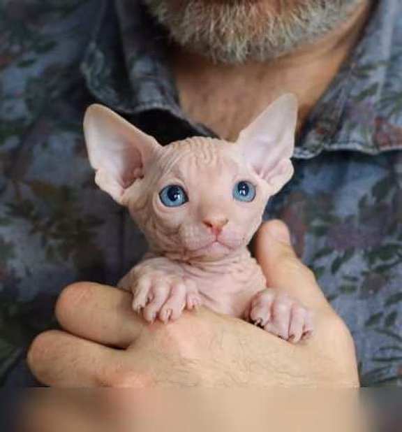 Продам: котята сфинкс (WhatsApp +79861722996)