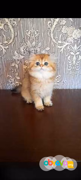 Продам: клубные котята (золотая шиншилла)