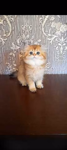 Продам: клубные котята (золотая шиншилла)