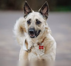 Отдам даром милейшая Рада ищет любящий дом.