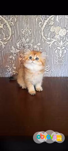 Продам: клубные котята (золотая шиншилла)