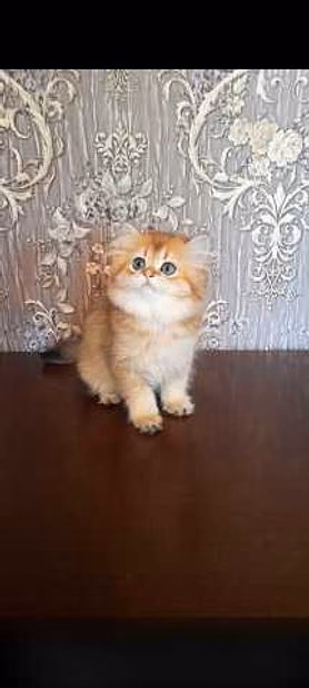Продам: клубные котята (золотая шиншилла)