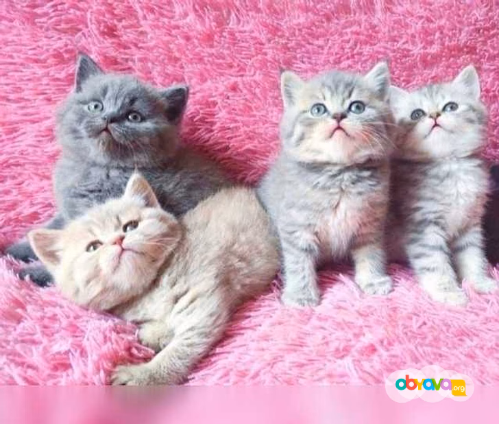 Продам: британцы котята (WhatsApp +79861722996)