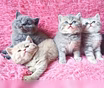 Продам: британцы котята (WhatsApp +79861722996)