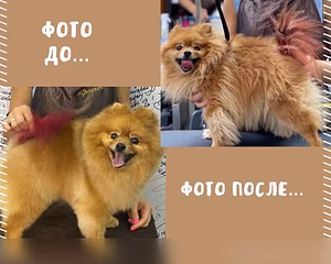 Предложение: сертифицированный грумер в Иваново