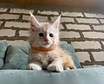 Продам: котята мейн-кун в Иркутске