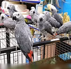 Продам: доступные виды птиц и попугаев