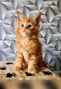 Мейн кун котята (Вотсапп 79861722996)