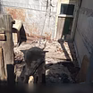 Предложение: мальчик ищет дом в Новосибирске