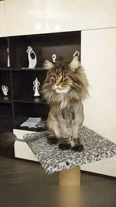 Предложение: груминг Стрижка Котов в Красноярске