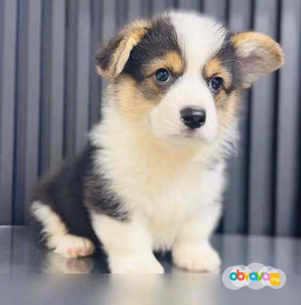 Продам: щенки Корги. Щенки Вельш Корги