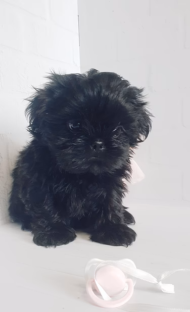 Девочки шит-цу 