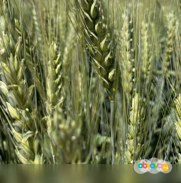 Продам: семена пшеницы озимой купить Аксинья в Ростове-на-Дону