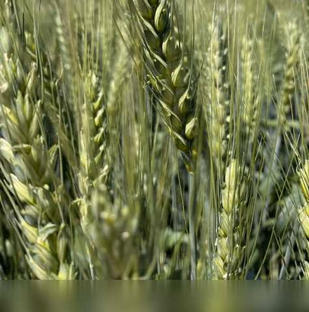 Продам: семена пшеницы озимой купить Аксинья в Ростове-на-Дону