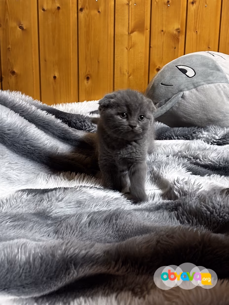Шотландская вислоухая 