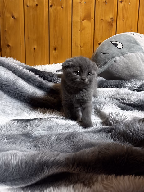 Шотландская вислоухая 